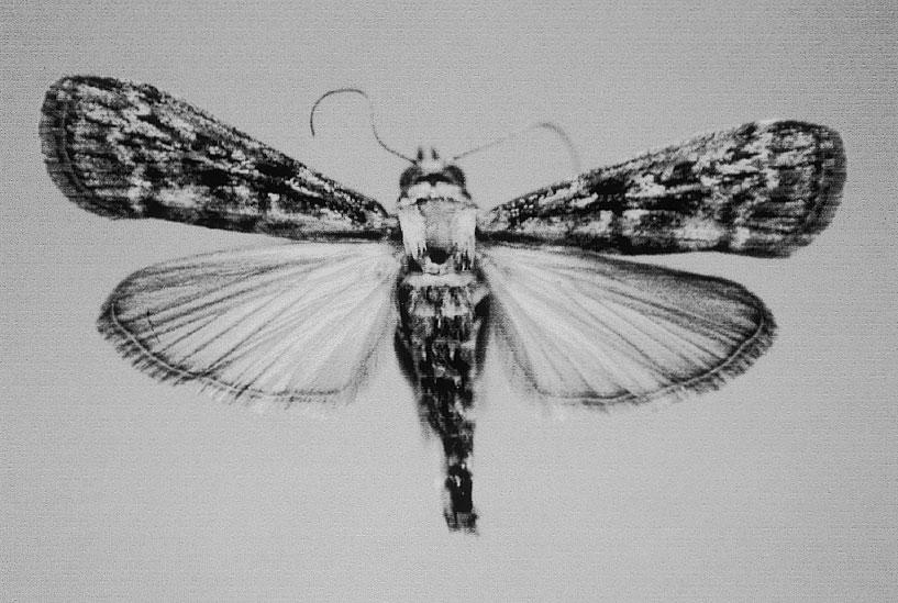 mm *./ mm,.*,./ cm + Roberts, +302 +, Swietenia S. mahagoni, S. macrophylla, S.