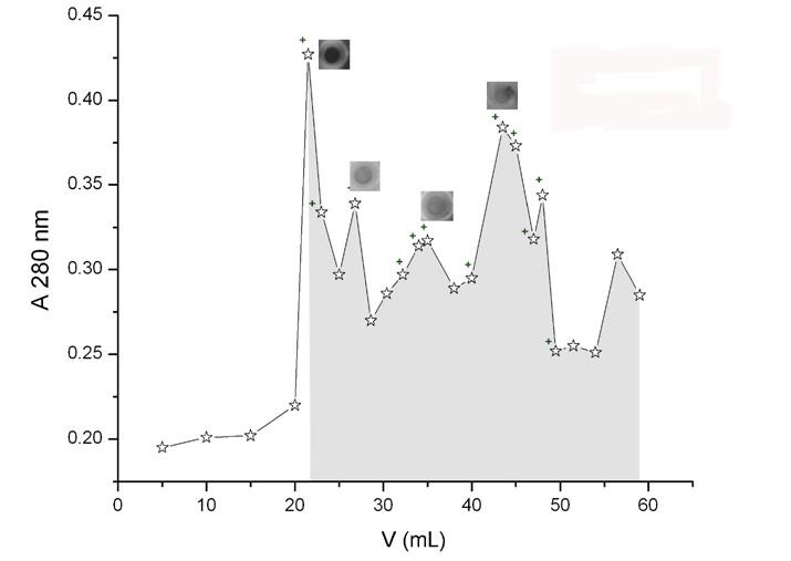 Slika 11. Izolovanje IGFBP-1 iz amnionske tečnosti gel filtracijom - promena apsorbance i imunoreaktivnosti eluiranih frakcija. Dot blot analiza: krstići na grafiku označavaju prisustvo IGFBP-1.