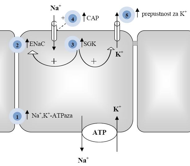 UVOD 2) povečanje izražanja epitelijskega Na + -kanalčka (ENaC) na luminalni strani membrane; 3) zvišanje nivoja SGK (serumske glukokortikoid-stimulirane kinaze), ki poleg tega poveča izražanje ENaC