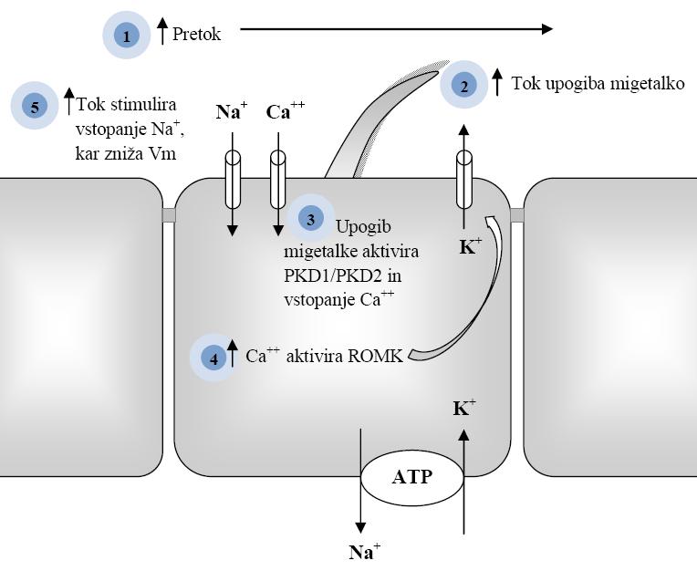 UVOD Povečan pretok upogne primarne migetalke na celicah, kar aktivira PKD1/PKD2 prevodni sistem kanalčkov za Ca 2+ (PKD policistična ledvična bolezen).