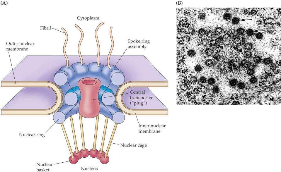 Citoplazma Zunanjna jed. membrana Notranja jed.