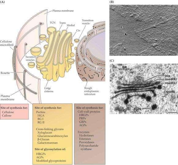 Prikaz različnih membran v celici: