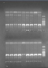 IDENTIFICACIÓN DA POBOACIÓN BASEADA NAS SECUENCIAS DA REXIÓN DE CONTROL DO ADN MITOCONDRIAL a. Amplificación de fragmentos mitocondriais longos por "long PCR" con cebadores universais.
