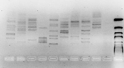 Os produtos de PCR foron purificados a partir do xel e dixeridos, sendo seleccionados os enzimas Hpy4 V e Mbo I para producir fragmentos adecuados para a clonación.