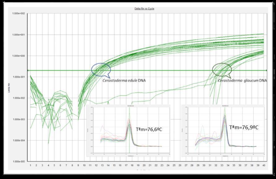 Figura 10. Sistema de detección de ADN de Cerastoderma edule, por PCR en tempo real. 4. IDENTIFICACIÓN E ANÁLISE DE SNPs EN CERASTODERMA EDULE PARA AUTENTICACIÓN DE RECURSOS. a.