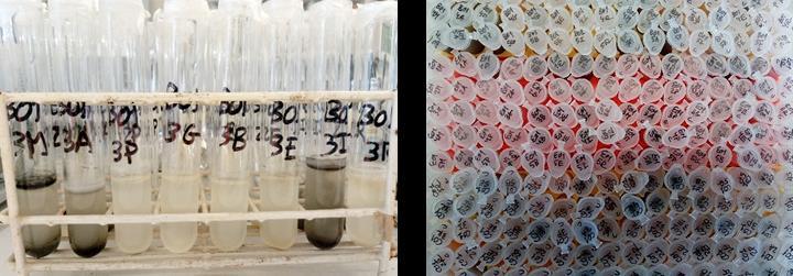 Realizáronse tres coleccións estacionais de microorganismos obtidos a partir de biopsias de individuos de 4