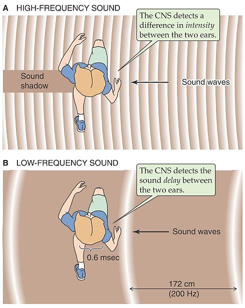 Одредување на хоризонталниот правец од каде што доаѓа звукот (од лево или од десно) Временски разлики при влез на звукот