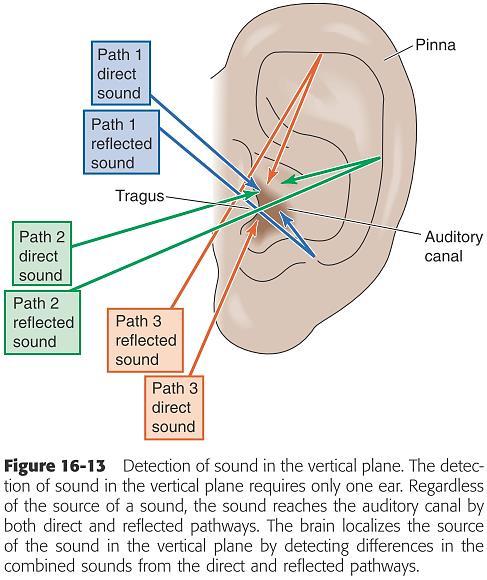 Нервни механизми за одредување на правецот на звукот Горни оливарни јадра во мозочното стебло Латерално горно оливарно јадро разлики во интензитетот на звукот Медијално горно оливарно