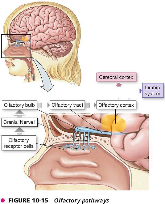 Пренос на мирисните сигнали во ЦНС Олфакторни структури еволутивно, меѓу првите мозочни структури Аксони од олфакторните кл.