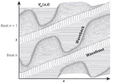 in transmembranske napetosti V m v dveh točkah. (b) rezultati računalniške simulacije 1D modela srčnega kabla, periodično vzbujanega na levi strani.