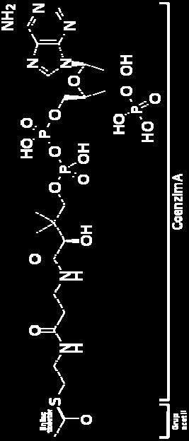 biokemiji je acetil koencim A (acetil CoA), ki deluje kot transporter acetilne skupine in