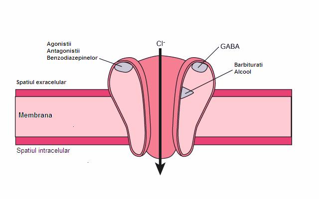 în celulă are un efect inhibitor prin hiperpolarizarea membranei neuronului. Toate anestezicele inhalatorii şi intravenoase, cu excepţia ketaminei, interacţionează cu receptorul GABA A. Fig Nr.