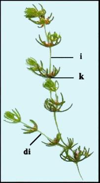 CHAROPHYCEAE višećelijske parenhimske kormoidnog oblika (rizoid,