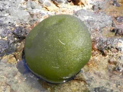 sifonalni (1) sifonokladalni (2)