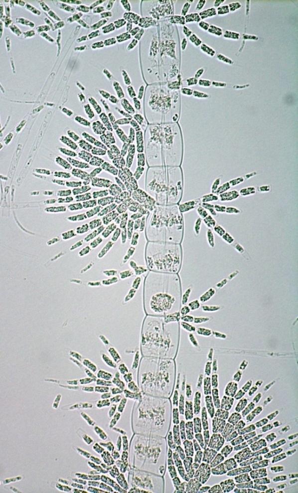 heterotrihalni (1)