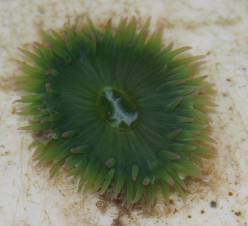 EKOLOGIJA I