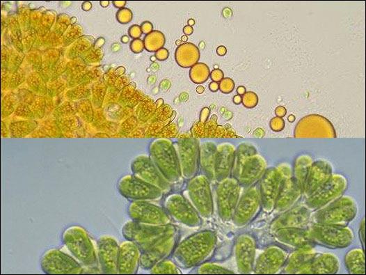 slatkovodni Botryococcus bogat triterpenima, ugljovodonicima koji su osnovni izvori tercijernih fosilnih goriva (1,4%