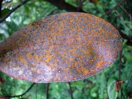 Cephaleuros virescens prototekoza na