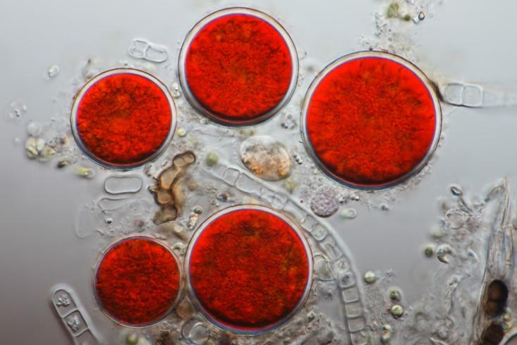 CHLAMYDOPHYCEAE Chlamydomonadales Haematococcus jednoćelijske, monadne