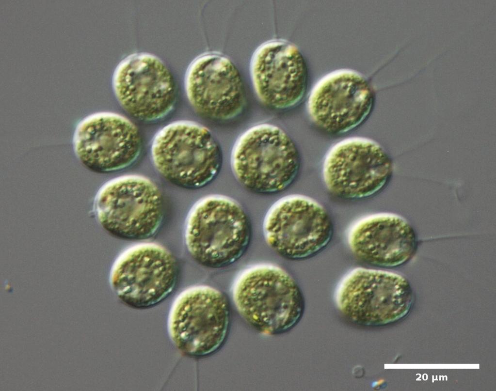 CHLAMYDOPHYCEAE Volvocales Gonium pločasta cenobija sa 2, 4, 8 ili 16 ćelija rotira se dok pliva svaka ćelija sposobna