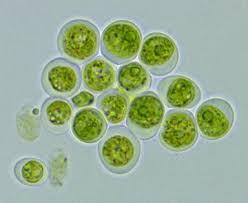 CHLOROCOCCOPHYCEAE Chlorococcales