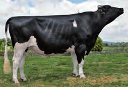 DIXIE VENTURO XACOBEO DIXIE ES83636154 - ESPM33317935-11183 Nac.: 3/6/29 ICO 3.81 Fiabilidade: 96 % Fillas: 132 Rabaños: 9 PROTEÍNA CARACTERES DÍAS ERTOS: VEL.