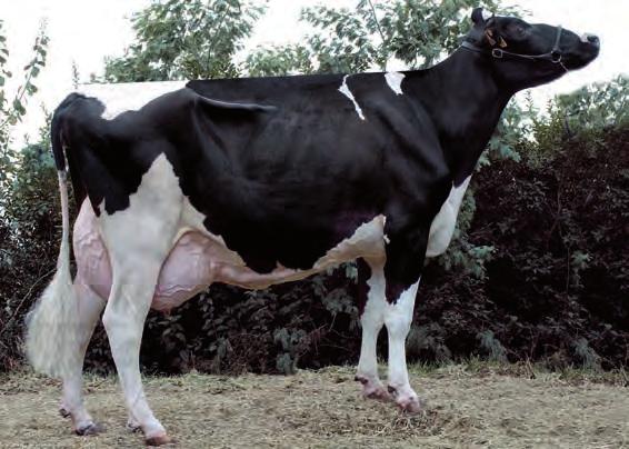 Lonxitude tetos 2,1 1,74,95 1,45,27,93-1,29 -,73 1,45 1,74,73 -,85,76 1,91 1,91 2,26 1,89,94 1,18 1,23,44 -,72 Curtos DIXIE MARIO XACOBEO ET MONO VENTURO GOLDWYN