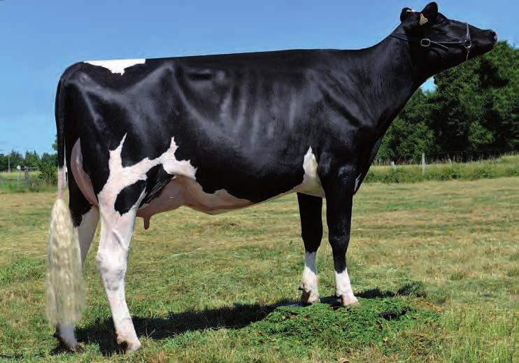 Rodeiro, Pontevedra DIXIE x PEKECHU Soengas