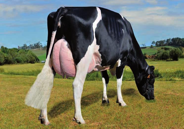 Propietario: Mantoño Holstein.
