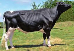 BETANZOS BOS SHOTTLE BETANZOS ET ES1116816653 - ESPM152779231-111626 Nac.: 1/11/26 aaa 243165 ICO 2.736 Fiabilidade: 98 % Fillas: 167 Rabaños: 122 PROTEÍNA CARACTERES DÍAS ERTOS: 13 (Fiab. 85 %) VEL.