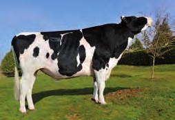 1,22 Lonxitude tetos -,54 1,89 1,5 s Curva Curtos XUDAN SILDAHL AIRRAID BOS CHAMPION JUDITH ET CALBRETT-I H H CHAMPION ET DIXIE-LEE RON ET AIRRAID x CHAMPION x RON Pedigree orixinal da recoñecida
