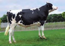 OUTSIDE x RON Destacado fillo de Shottle da familia Bellwood Linda. s producións de leite e altas calidades. Morfoloxía correcta.