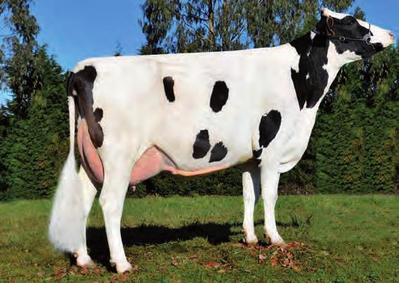 ,59 Lonxitude tetos 1,55 1,44,96 Pouco fonda s Recta Longos JENNY-LOU MRSHL TOYSTORY ET COLINS TRAVESIA TITANIC COLLIE HARTLINE TITANIC ET REGANCREST ELTON DURHAM ET TOYSTORY x TITANIC x DURHAM O