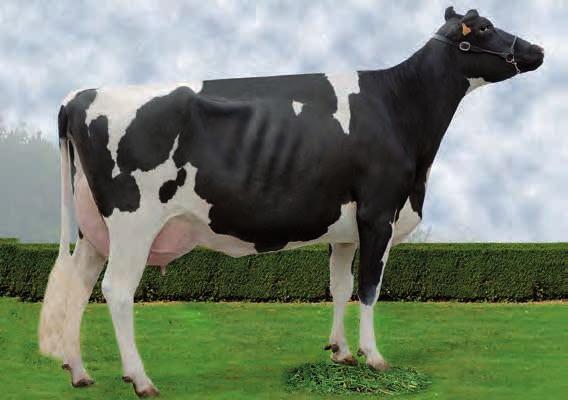 DUNO MANTOÑO DUNO ES1116272279 - ESPM27253479-111549 Nac.: 26/9/25 aaa 315426 ICO 2.852 Fiabilidade: 99 % Fillas: 596 Rabaños: 364 PROTEÍNA CARACTERES DÍAS ERTOS: VEL. MUXIDO: 1.997 21 33 114 (Fiab.