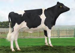 CROSBY OAKROYAL CROSBY UK366198543 - ESPM92337548-111837 Nac.: 21/8/29 aaa 612435 RDC ICO 2.673 Fiabilidade: 96 % Fillas: 14 Rabaños: 92 PROTEÍNA CARACTERES DÍAS ERTOS: VEL.