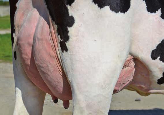 Nesta a súa segunda proba oficial confirma as expectativas da súa proba xenómica mellorando os seus trazos de produción e, sobre todo, de tipo.