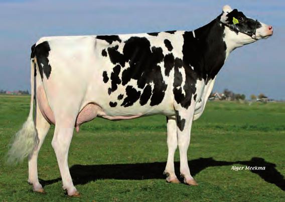 SALNES HEIDENSKIPSTER SALNES NL8985383 - ESPM92374574-1HO185 Nac.: 1/5/212 aaa 324156 ENÓMICOS GICO 3.596 MÉRITO CARACTERES NETO 273 $ DÍAS ERTOS: 1.823 58 -,7% PROTEÍNA 56 -,2 % 11 (Fiab.