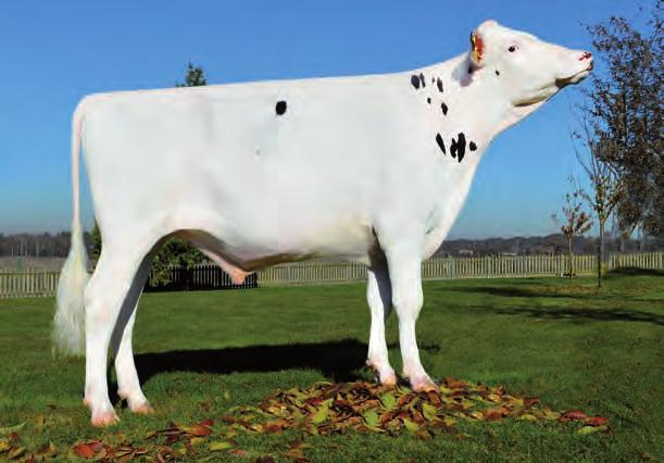 ,61 Lonxitude tetos,95 1,58 1,33 Longos FLEVO GENETICS SNOWMAN ET SALNES HEIDENSKIPSTER BRAEDALE GOLDWYN DESTINY GOLDWYN O BEE MANFRED JUSTICE Estreito Estreita s Recta SNOWMAN x GOLDWYN x O MAN x