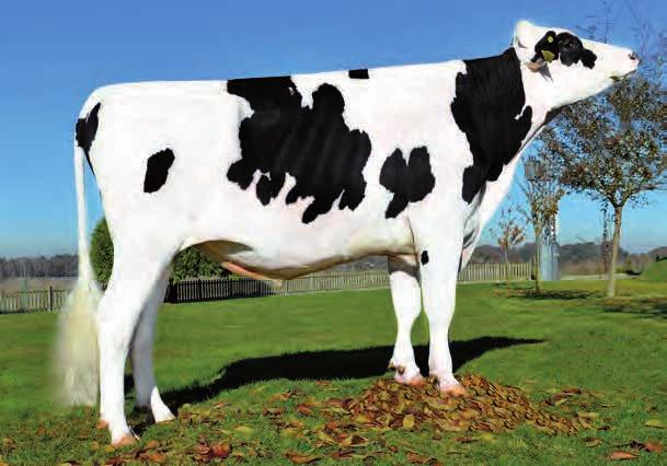 1,59 Lonxitude tetos 1,33 2,4 1,93 Longos STOP FLEVO GENETICS SNOWMAN ET VENDAIRY LILAC EMERALD-ACR-SA T-BAXTER s Curva BRAEDALE GOLDWYN SNOWMAN x BAXTER x GOLDWYN x LYLEHAVEN LILA Z Un fillo de