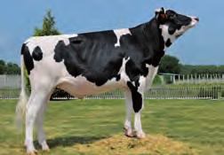 temperán fillo de Epic, descendente dunha das máis prestixiosas familias de vacas francesas, Olivia, que está dando lugar actualmente a individuos con