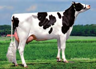 ,34 Lonxitude tetos 1,8 1,89 1,32 Longos SNOWSEN SNOWFLAKE MIRIAM SCHILLVIEW OMAN GERARD ET PICSTON SHOTTLE ET s Curva Snomis