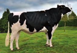 DELANO APINA DELANO NL532855583 - ESPM923325991-11188 Nac.: 28/2/21 aaa 342516 ICO 3.191 Fiabilidade: 91 % Fillas: 53 Rabaños: 35 PROTEÍNA CARACTERES DÍAS ERTOS: 19 (Fiab. 68 %) VEL.