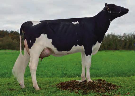 Estreito Pouco fonda s Recta MARA-THON BW MARSHALL-ET MOM x SHOTTLE x BW MARSHALL na familia de Snowman O mellor fillo de MOM probado en España debuta como Nº 3 do TOP 5 ICO.