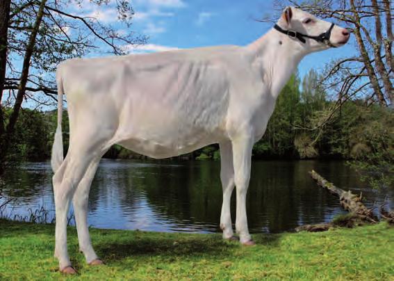 ,59 Lonxitude tetos 1,1 2,44 1,84 Longos BARMAN FLEVO GENETICS SNOWMAN ET GEN-I-BEQ MANOMAN BIBI LONG-LANGS OMAN OMAN ET PICSTON SHOTTLE ET s Curva SNOWMAN x MAN O MAN x SHOTTLE x CHAMPION Os xenes