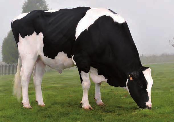 TORREL BOS SEIJO BOLTON TORREL ET ES2117326126 - ESPM27295586-11169 Nac.: 11/1/27 aaa 426135 Nº1 Nº2 PATAS E PÉS ICO 3.