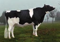 ,23 Lonxitude tetos,55 2,38 1,39 s Recta Longos SANDY-VALLEY BOLTON ET TORREL CANYON-BREEZE BOS ALLEN JENY ET ALLEN ET REGANCREST ELTON DURHAM ET BOLTON x ALLEN x DURHAM Altísimas producións de leite