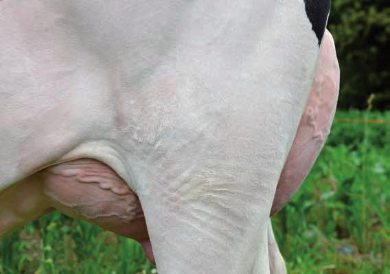 posterior 1,12 Ligamento suspensor 1,4 Profundidade ubre 1,25 Col. tetos anter. 1,3 Col. tetos post.