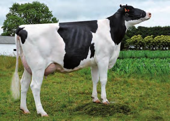 Planet probado en España. 6 xeracións de vacas MB ou EX na liña materna avalan este semental nacido en Can Thos, a gandería Nº 1 por ICO de España (con máis de 2 reprodutoras).