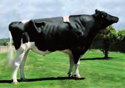fillo de Goldwyn para produción a nivel internacional. Excelentes calidades de graxa e proteína. Proba de tipo moi destacada en grupas, estrutura en xeral e angulosidade con ubres moi correctos.