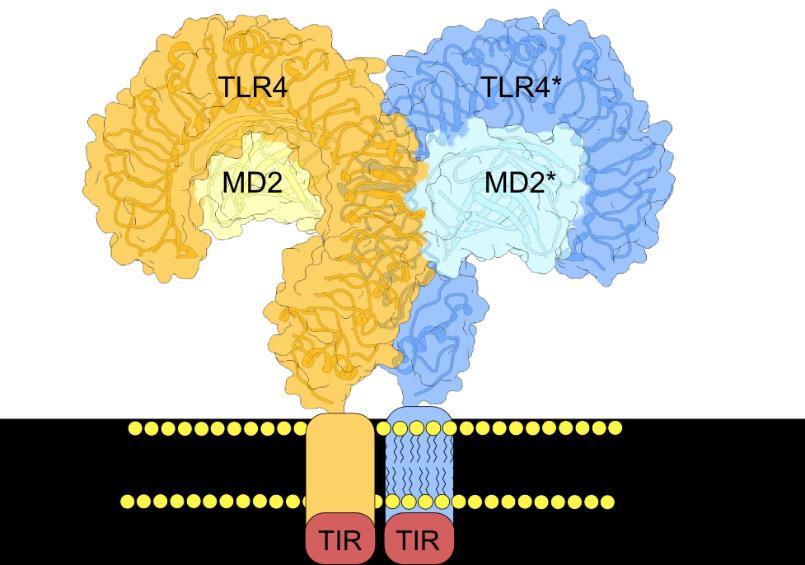 5. RECEPTORJI NA POVRŠINI CELIC Receptorji, ki so lokalizirani na celični membrani, zaznavajo predvsem lipidne in proteinske molekule, ki se nahajajo na površini mikroorganizmov (2). 5.1.